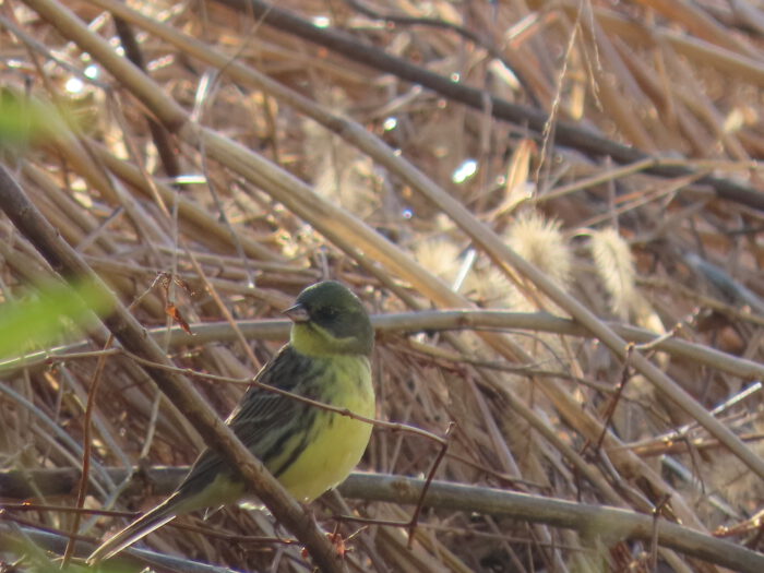 繁みにいたアオジ。これも珍客の部類だ。