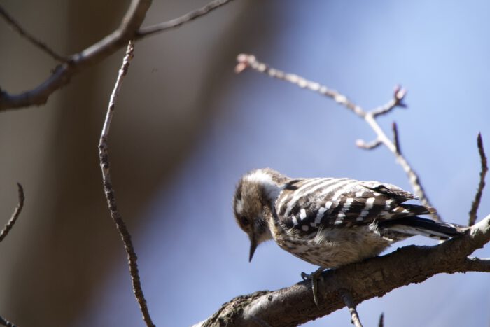 首を振りながら枝の周りを動くので頭（眼）にはピントが合っていない。